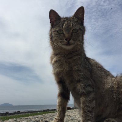 echoroon's profile picture. 