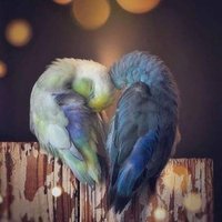 Yağmurda Dans (@unless1__) Twitter profile photo