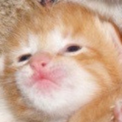 yannfishhh's profile picture. 🐰x Neverland x fearnot