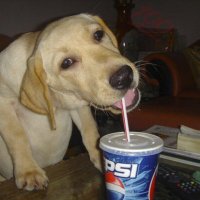 one of ur hoes (@miliondollameat) 's Twitter Profile