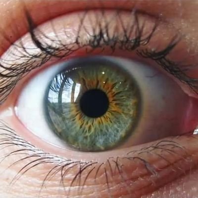 RexPortugalia's profile picture. Saudações Lusitanas ✋🏻 In hoc signo vinces 🇫🇮 ✝
Nacional Socialista