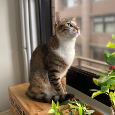 TomoyaYamaguc13's profile picture. 台北大学歴史学系から熊本大学共創学環へ。専門は宋代史。空間と場所，記憶といった領域に興味があります。 宋代史談話会： https://t.co/qfqQyxOEVY