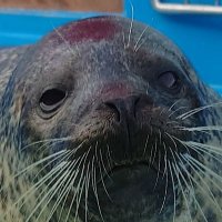 秋火(あきび) hayato (@noob36502655) 's Twitter Profile