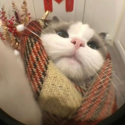 qiu_ru65331's profile picture. 
