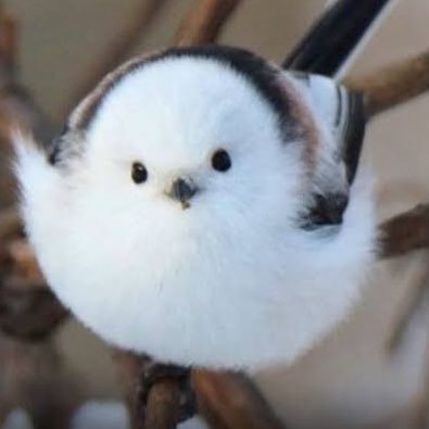 niwatori_0603's profile picture. 普通の貧困サラリーマンです 🐣投資信託(vti)、高配当株投資始めました🐣ポイ活