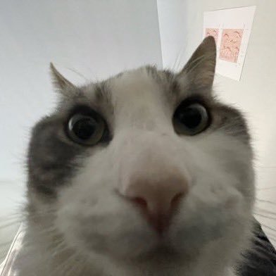 beeg_cat420's profile picture. garlic emoji