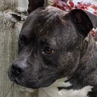 Fasty. (@fastymother) 's Twitter Profile