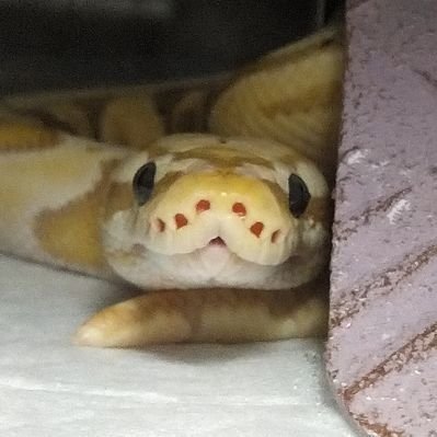 ボールパイソンのパステルバナナしめじくん🐍バナナエンチピンこねぎくん🐍バナナパイみぶなくん🐍GHIレッサーシャンパンせせりちゃん🐍スーパーブラックパステルhetパイめかぶちゃん🐍スーパーバナナシナモンもめんくん🐍バナナなずなちゃん🐍アイボリーpossもりもりすずなちゃん🐍バンブーバナナハニーにがりくん