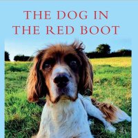 Sir Harry The Dog in the Red Boot(@SpanielHarry) 's Twitter Profile Photo