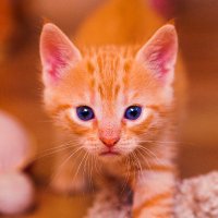 NotablePets(@NotablePets) 's Twitter Profile Photo