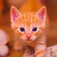 NotablePets (@notablepets) Twitter profile photo