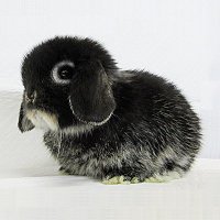 qoowataberu (@qoowataberu13) 's Twitter Profile
