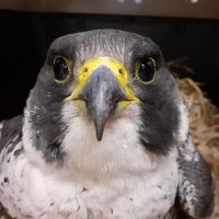 Kingston College Peregrines(@KPeregrines) 's Twitter Profile Photo