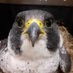 Kingston College Peregrines (@KPeregrines) Twitter profile photo