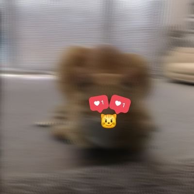 MonCatSol's profile picture. 