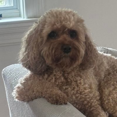 Kris44222217077's profile picture. 