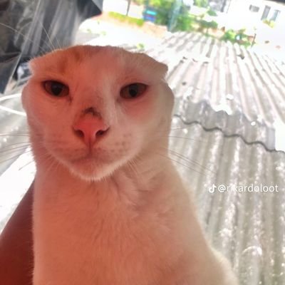 XFiur094's profile picture. 