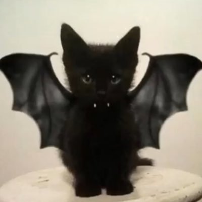 Noura0408's profile picture. IT student at @_KSU " just me myself and i "