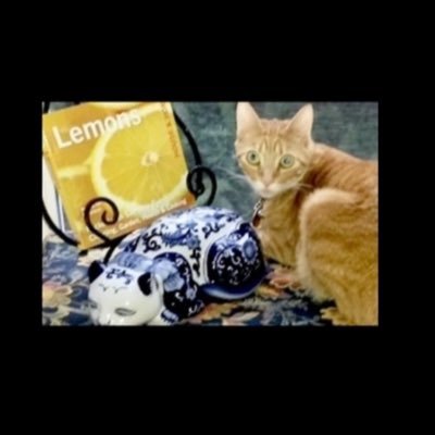 TexasSue4Trump's profile picture. Retired RN:Member Sigma Theta Tau International
Nursing Honor Society.Former Twitter:❤️God,🇺🇸
USA,Texas,🇮🇱,Military,Deep thought,NRA,😻s,
MAGA!Back the Blue