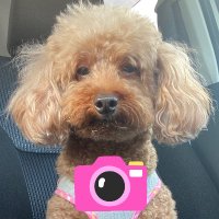 inutaro📸超会議両日 (@re_inutaro) 's Twitter Profile