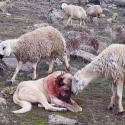 3rdi84's profile picture. holistic rem peddler 🤙🏻Would rather regret something I did, then something I didn’t do