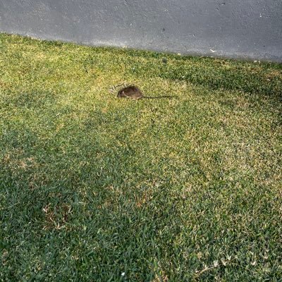 Nick__Pump's profile picture. 