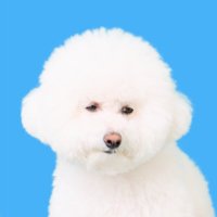 ビション-プン (@bichonpun) Twitter profile photo