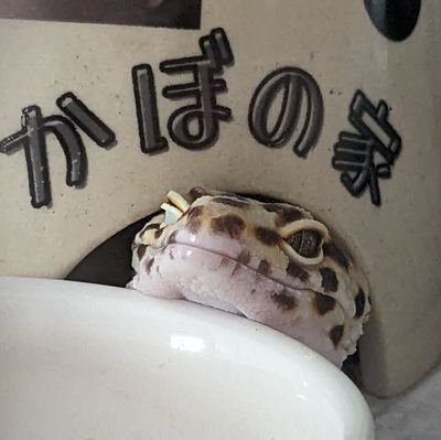 綴葉さんのプロフィール画像