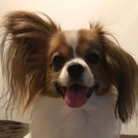 パピ (@pappy201605) 's Twitter Profile