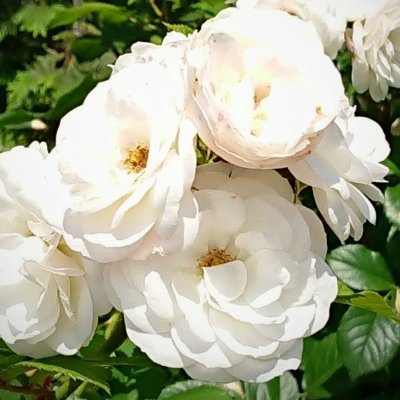 🌱さんのプロフィール画像