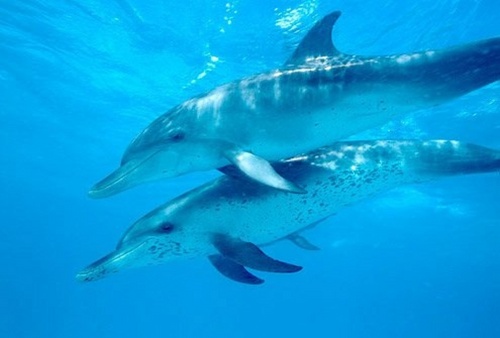 GeoWatchNet's profile picture. Guardians of our Environments, Oceans, Rivers, Air & Wildlife is an international ecopolitical network - please tell your Tweeps & Facebook Friends to follow