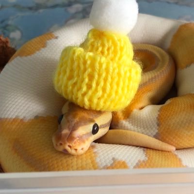 He/They 🏳️🌈🏳️⚧️ | 🐍💛계란말이와 🤍계란지단 | 동물계는 맞팔 | 蛇の名前は💛卵焼き🤍錦糸卵 | 動物アカウントは相互フォローです | ❗️翻訳機を使います