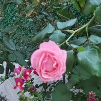 samet 43 (@sam4t3) 's Twitter Profile