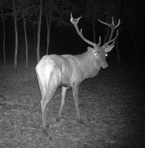 Revue de l'actualité de la chasse en France et à l'étranger : infos, photos, vidéos... #chasse