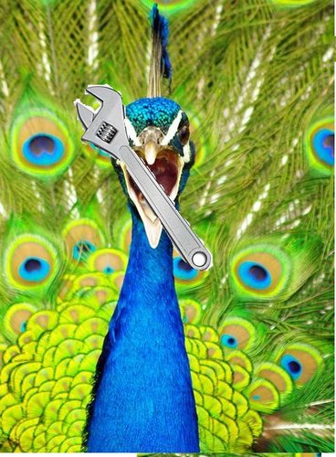 peacockspanner's profile picture. I'm a peacock and I'm married to me spanner, I love me spanner X)