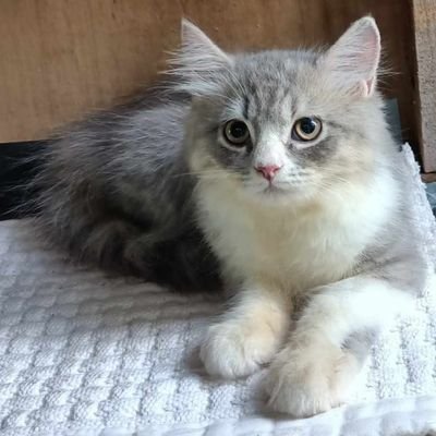 FerdieJay's profile picture. 🦥💨