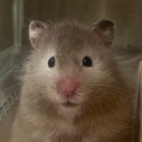 ぷるるんころもちゃん (@tokimekisugar__) 's Twitter Profile