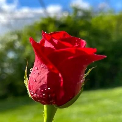 mdkhalid200876's profile picture. оториноларинголог (лор)