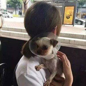 hoshino958725's profile picture. 