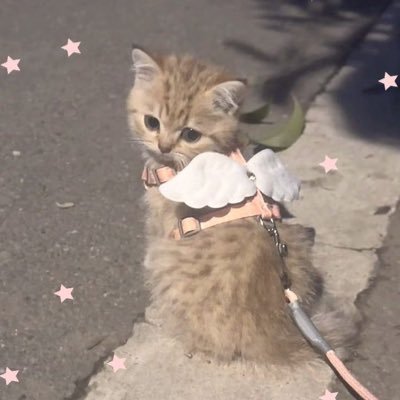 lllcatpowerlll's profile picture. 
