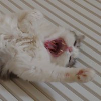 こびと*ツイフィ有り⚠️固定確認⚠️返事遅め⚠️ (@cobito777) 's Twitter Profile