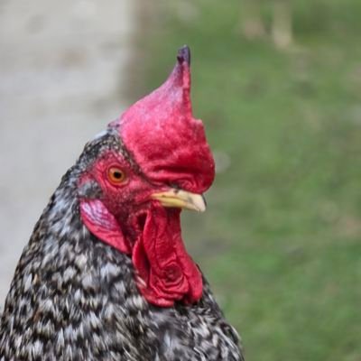 TomekKozek's profile picture. 