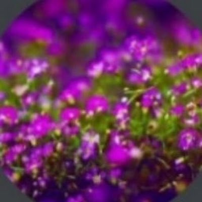 SMouneeswaran's profile picture. 