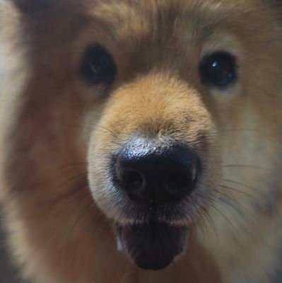 CJ_LoveIsLove's profile picture. No off-season for sapphic love