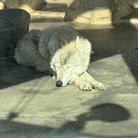 辻ロード (@michishimajin) 's Twitter Profile