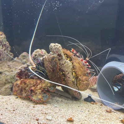 海で魚釣りをしたり蟹やエビを捕獲するのが日々の楽しみです。海の生き物を水槽で飼育してます。よろしくお願いします!