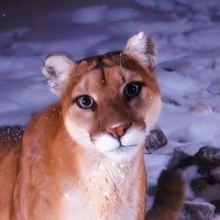 vera. (@verannaa) 's Twitter Profile