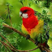 NATURE IS AMAZING🦘🦋🦋 (@naturecutenes) 's Twitter Profile Photo