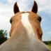 Foal Badguy from RealHorsePiss (@foalbadguyrhp) Twitter profile photo Foal Badguy from RealHorsePiss (@foalbadguyrhp) Twitter profile photo