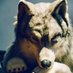 上田 透 - Toru Ueda 🐾 凜 "Rin" 🐾 (@rin_timberwolf) Twitter profile photo 上田 透 - Toru Ueda 🐾 凜 "Rin" 🐾 (@rin_timberwolf) Twitter profile photo